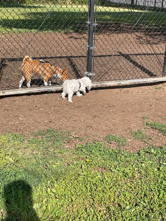Greenbelt Dog Park (Permit Only)