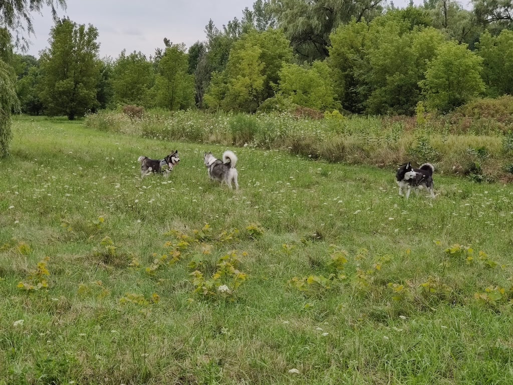 Jefferson County Dog Park