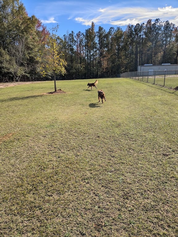 Buchkin Dog Park