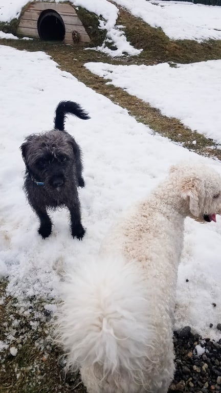 Shaker Field Dog Park