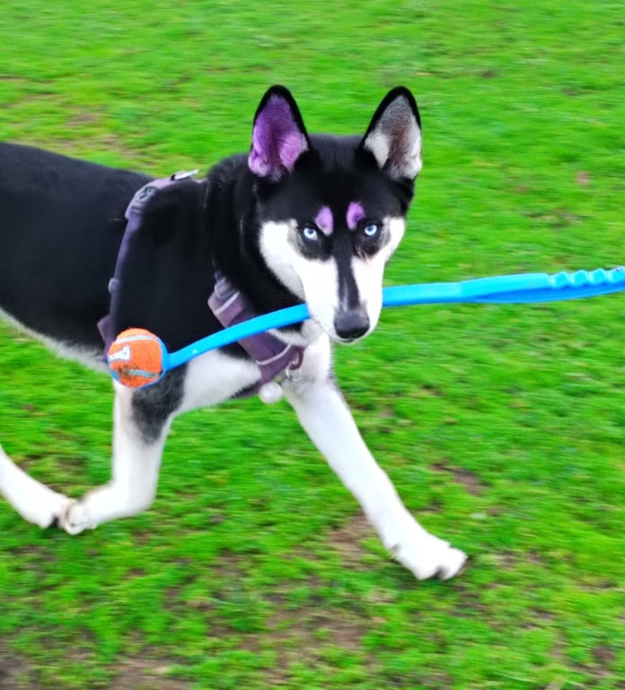 Lebanon Dog Park