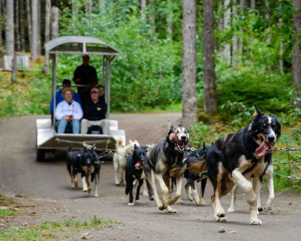 Sled Dog Discovery & Musher’s Camp® in Juneau Alaska