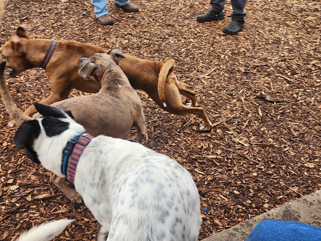 Estelle Cohn Memorial Dog Park