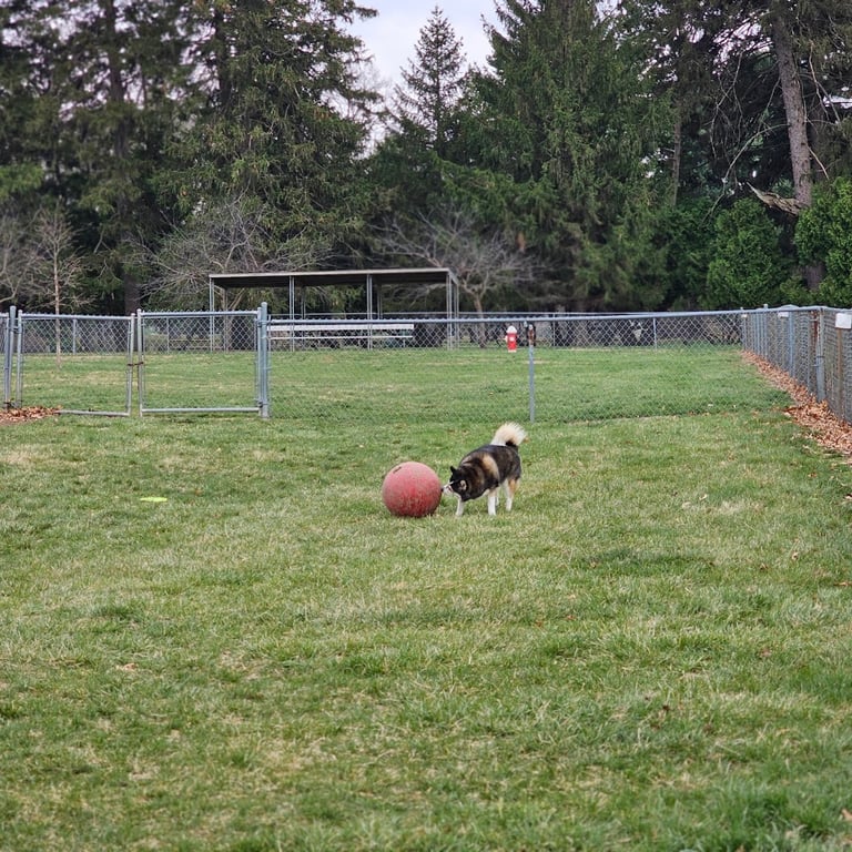 Burlington Regional Dog Park