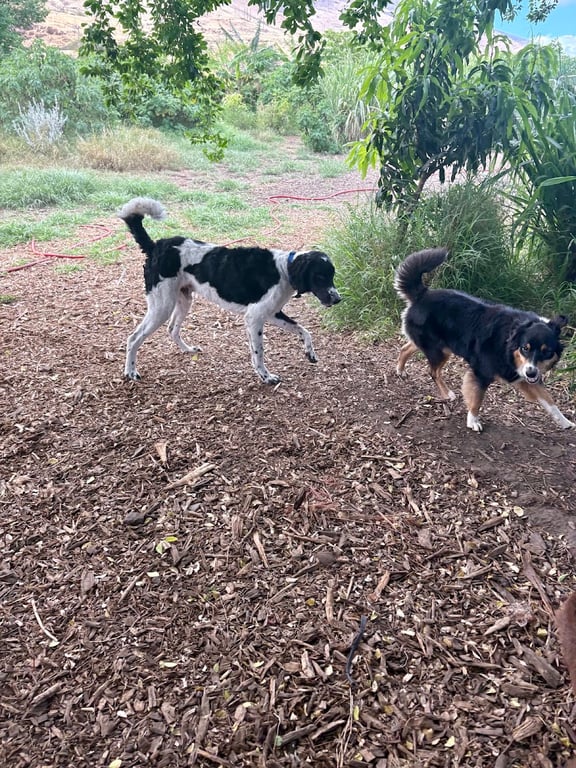 Olowalu Dog Ranch