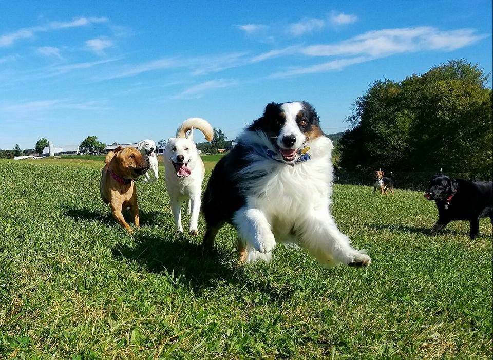 Dog’s Day Farm: Cage-Free Premium Retreat