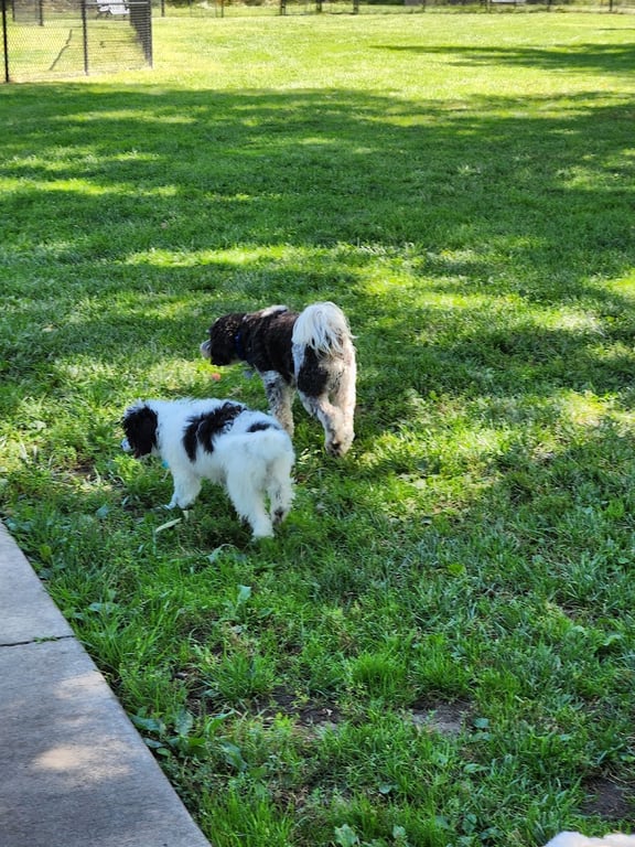 ValPAWraiso Dog Park