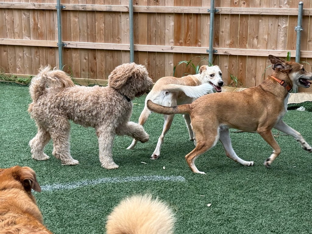 Canine Campgrounds