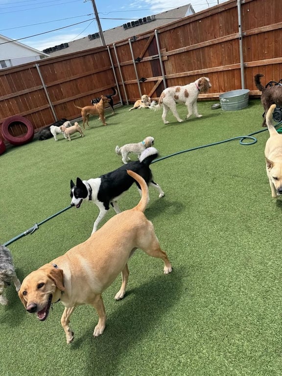 Paws@Play
