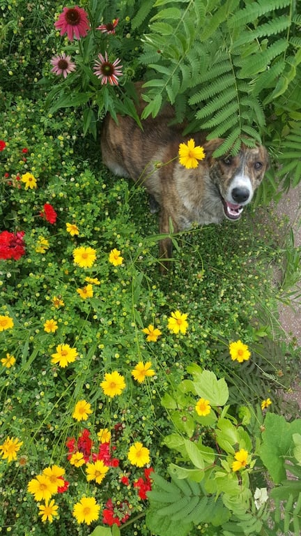 Treecourt Unleashed Dog Adventure Park | Dog Park | (Registration Required)