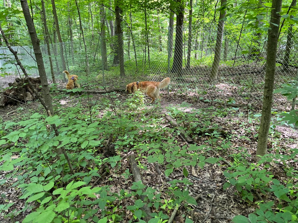 Fido’s Forest Dog Park: Appointment and Registration Required