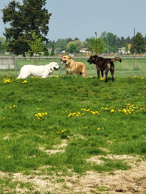 Sgt. Bozo Dog Park