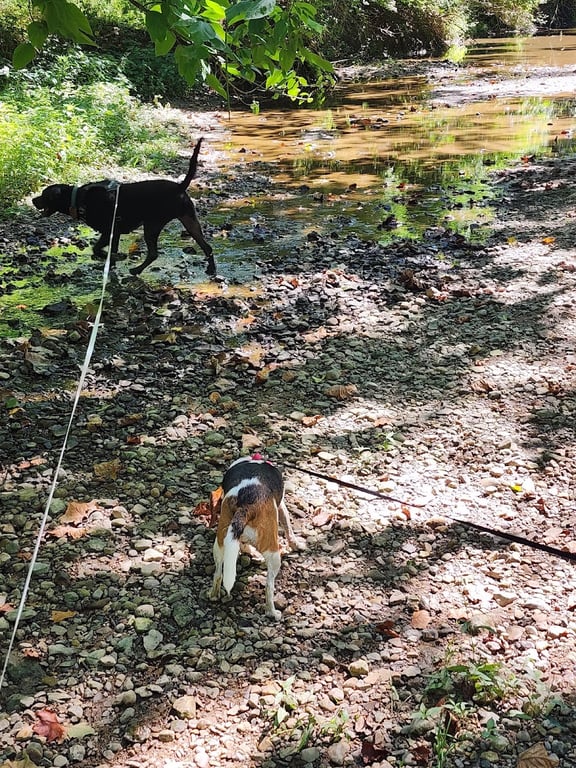 McNaughton DOG Training Area