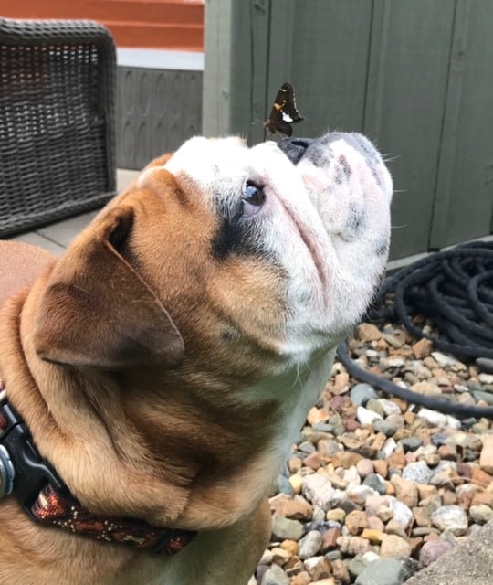 Pooch Palace