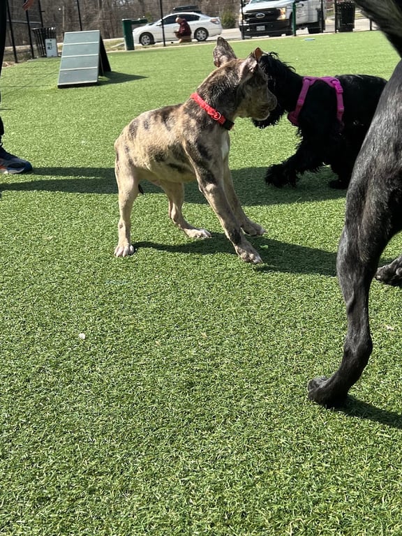 Brent Leh Dog Park
