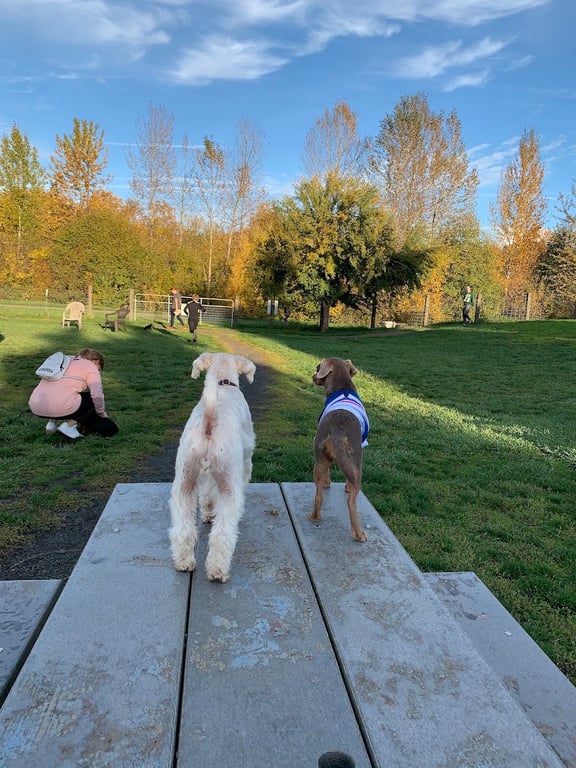 Amazon Small Dog Park