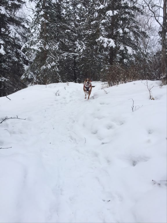 North Gasline Trail Dog Park