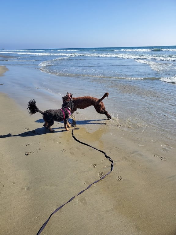 Dog Beach | Huntington Beach
