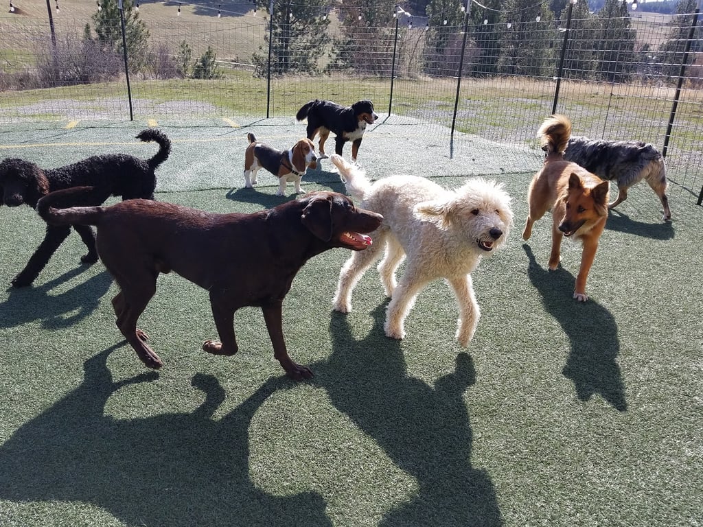 Palouse Pooch Playground