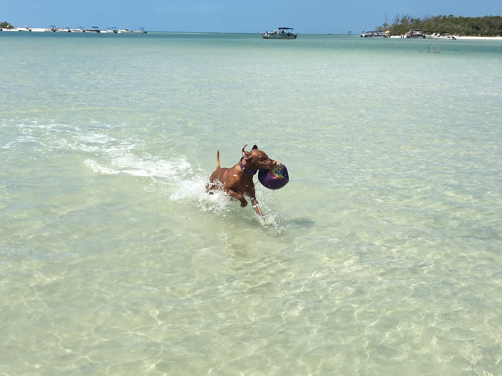 Bonita Beach Dog Park