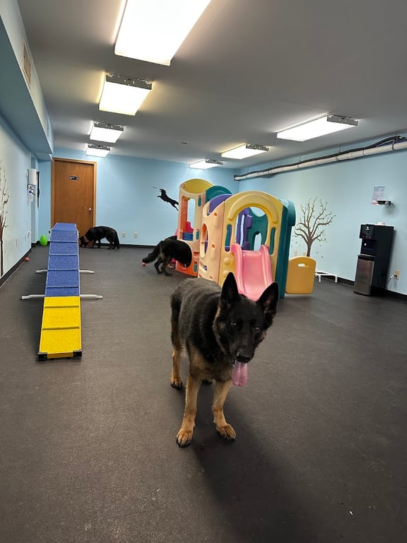 DoggieLand Play Park