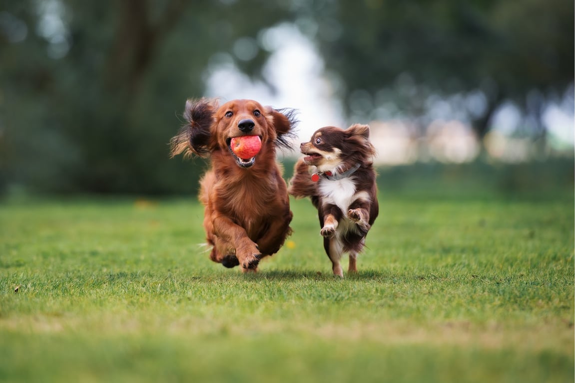 PlayStayTion Pet Resort & Training