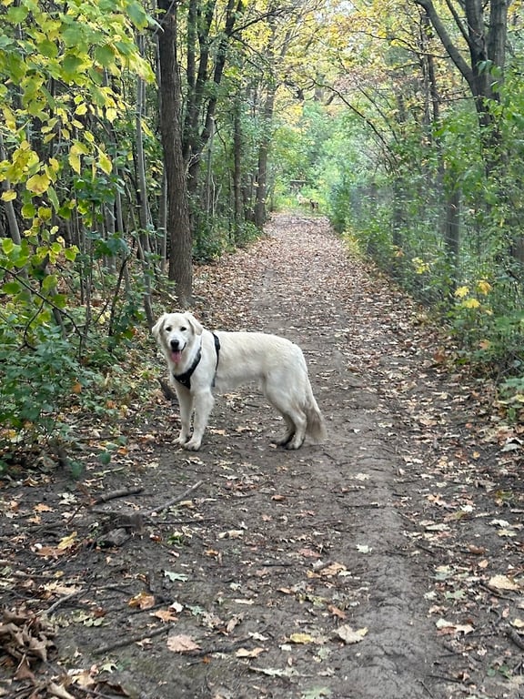 Carver Park Reserve Off-Leash Dog Park