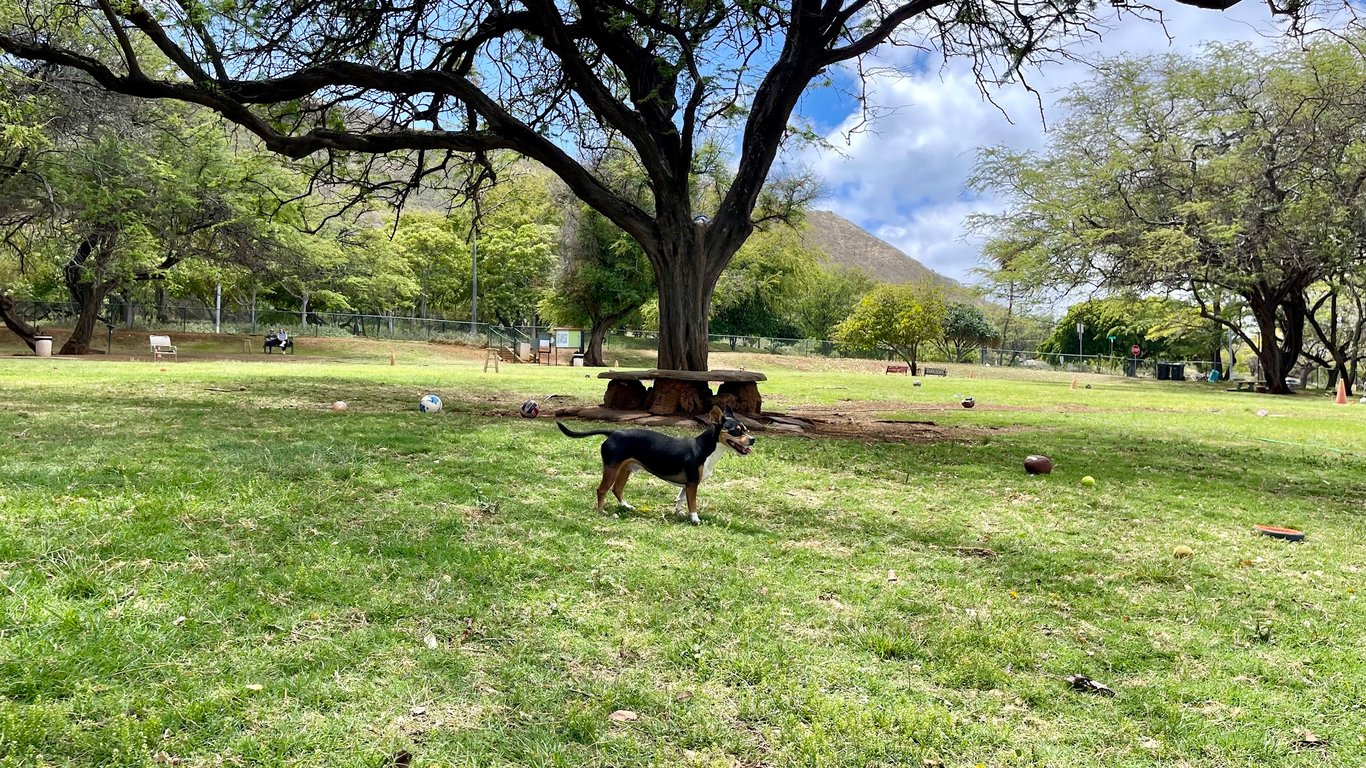 The Clark Hatch Bark Park at Diamond Head