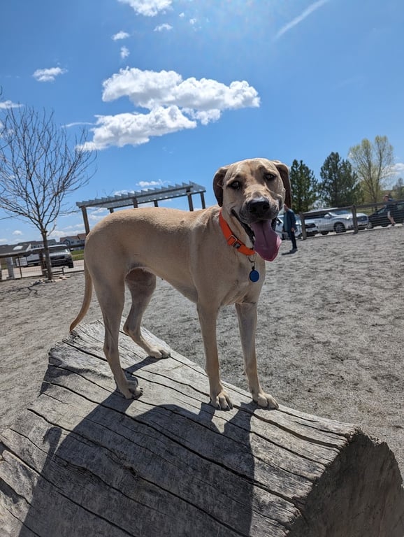 Twin Silo Dog Park