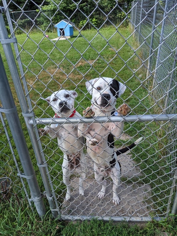 Humane Society-Barron County