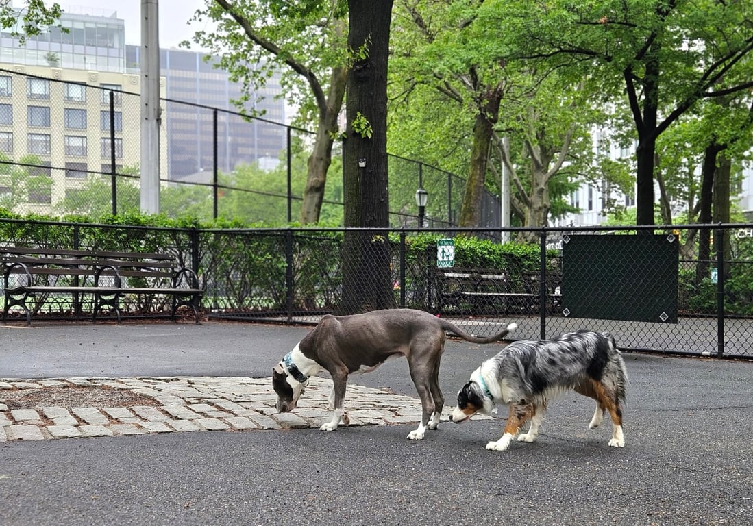De Witt Clinton Dog Run