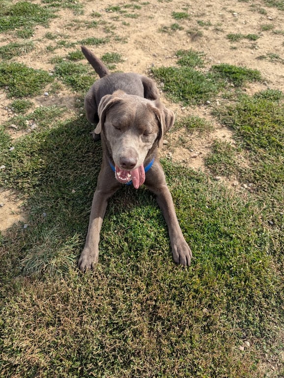 Dog Park at Love’s Travel Stops