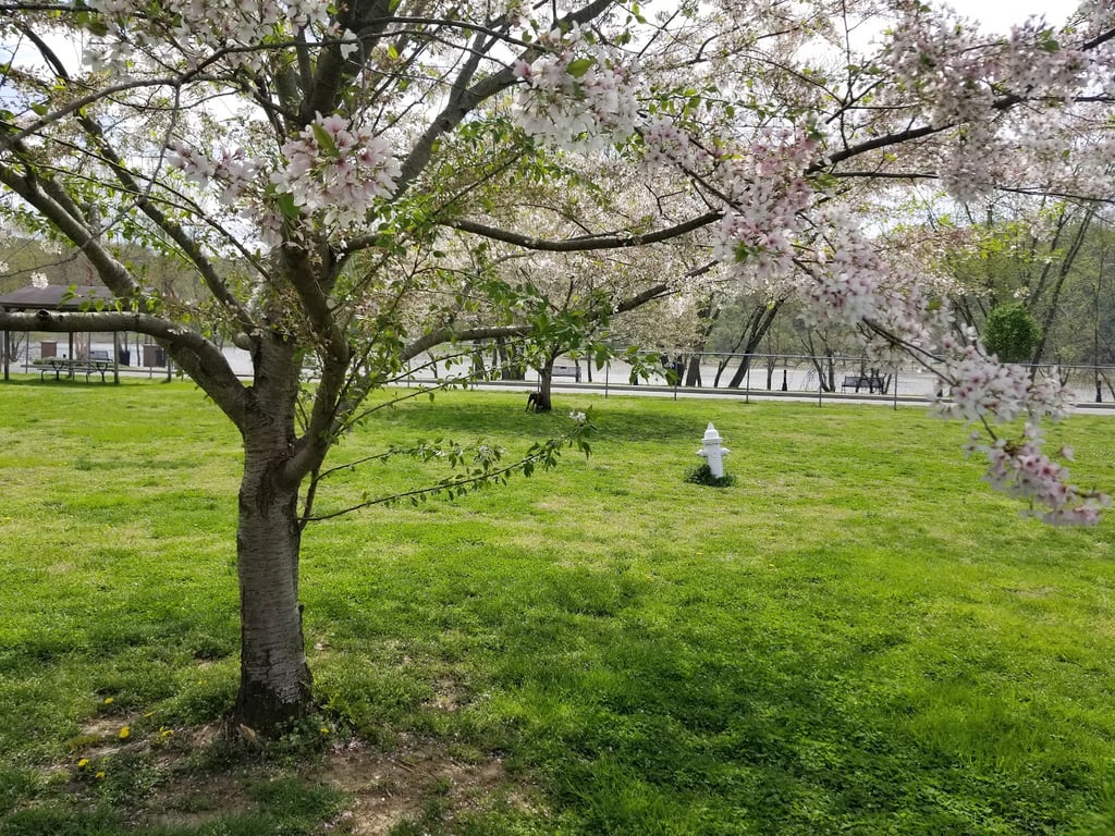 Madison Riverfront Dog Park