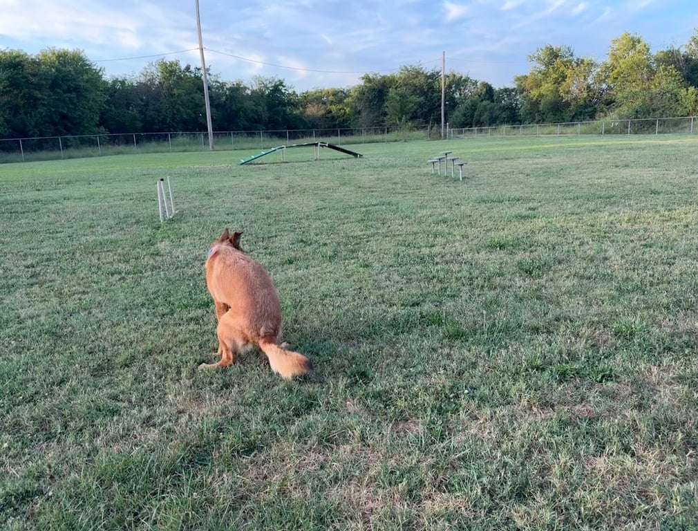 FLW Paw Dog park