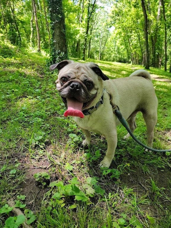 Veterans Park Dog Park