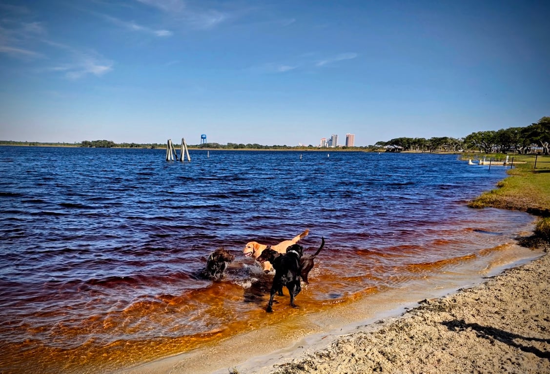 Dog Park