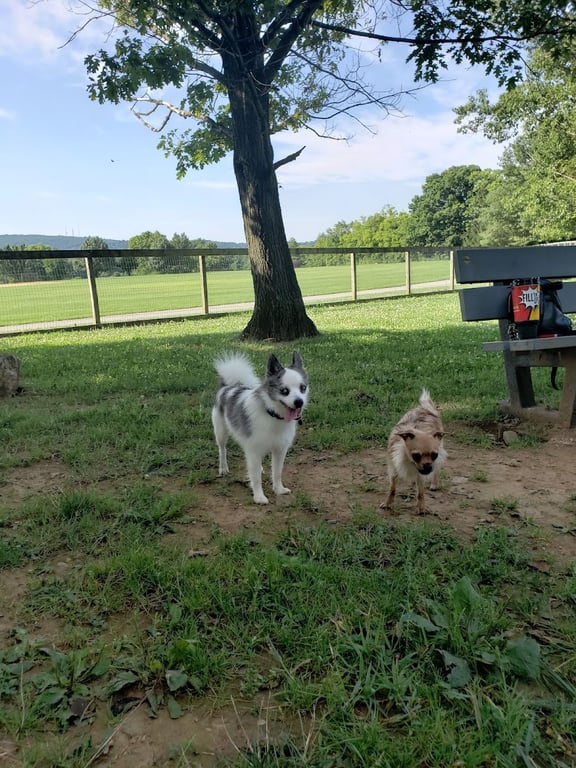 Canine Meadows