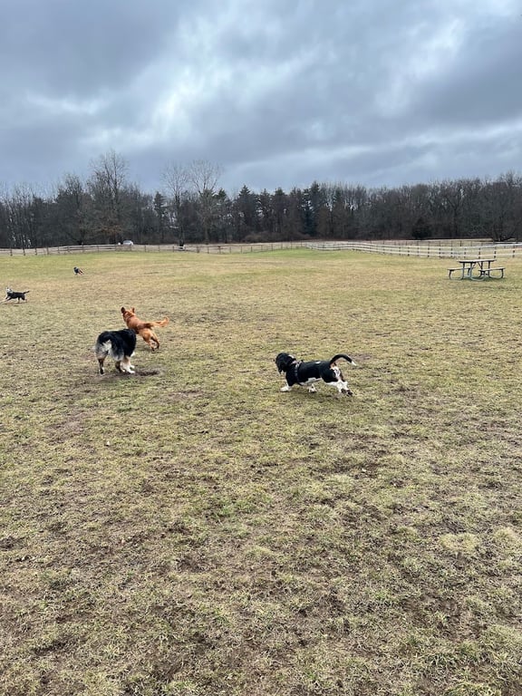 Stony Creek Dog Park