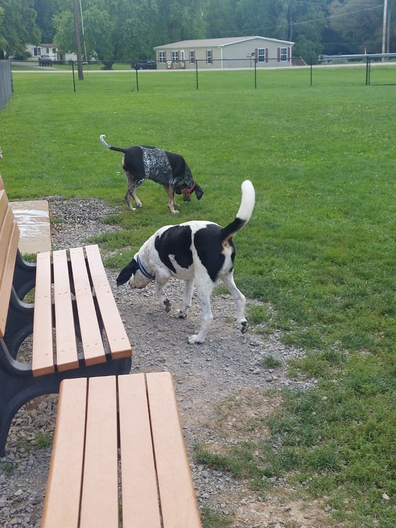 Brandy Springs Dog Park