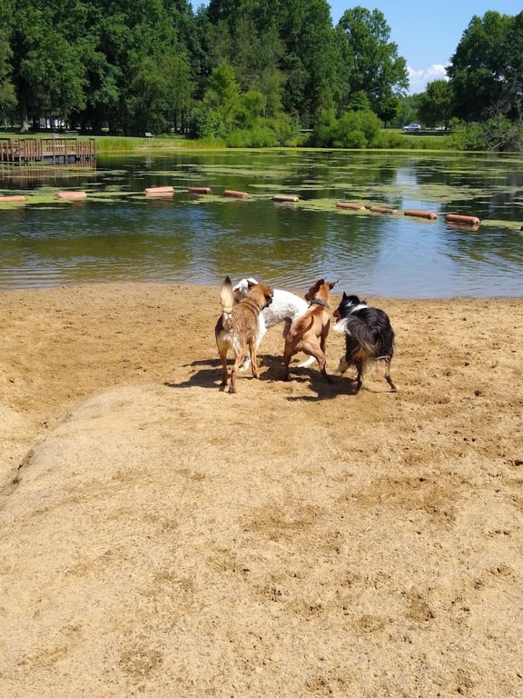 Cooperation Station Dog Park