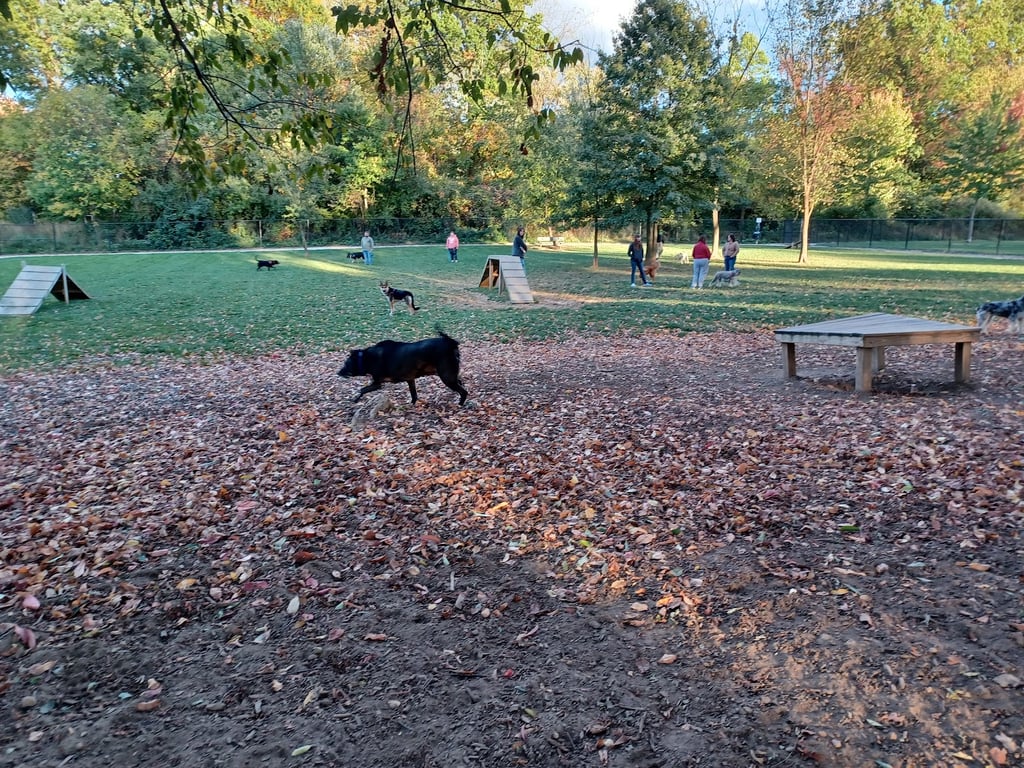 Ariss Park Dog Run