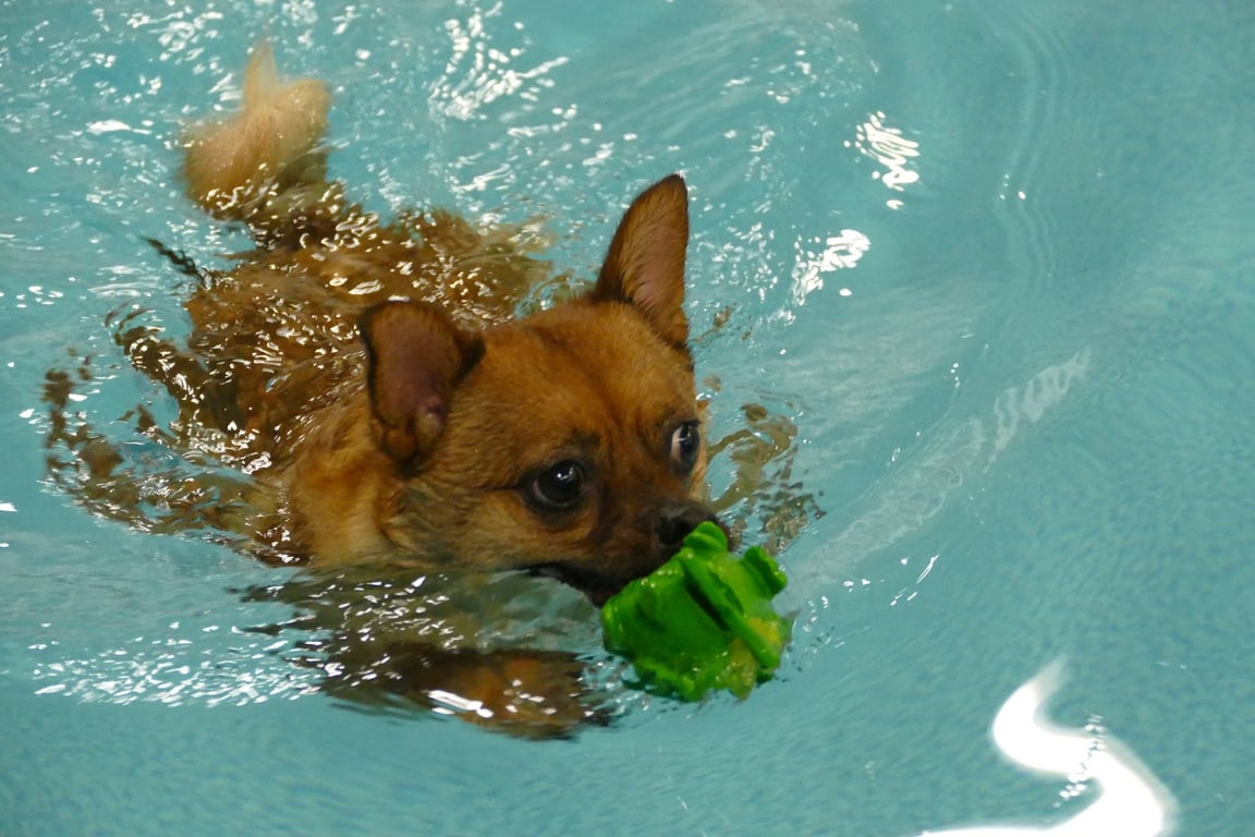 Alaska K9 Aquatics