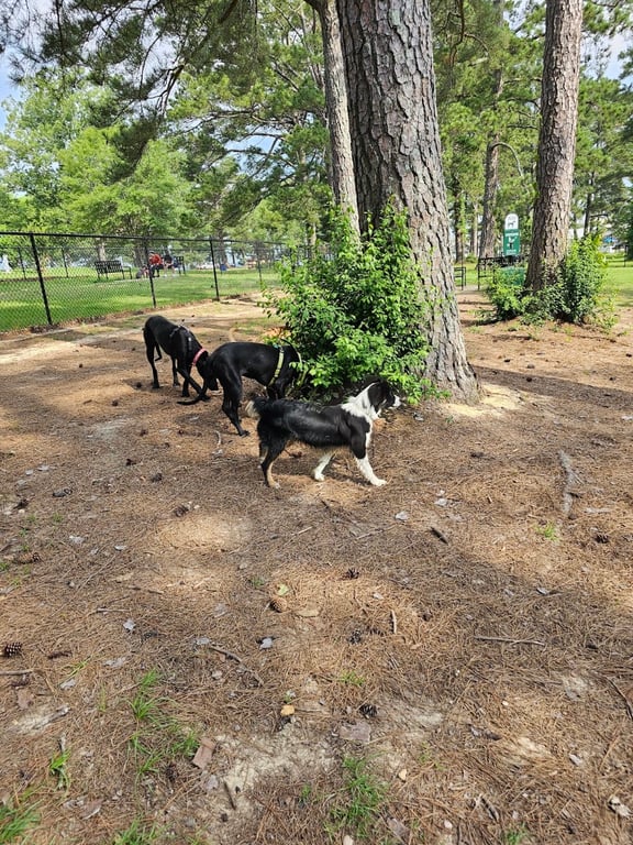 Dog Park at Lakeshore Park