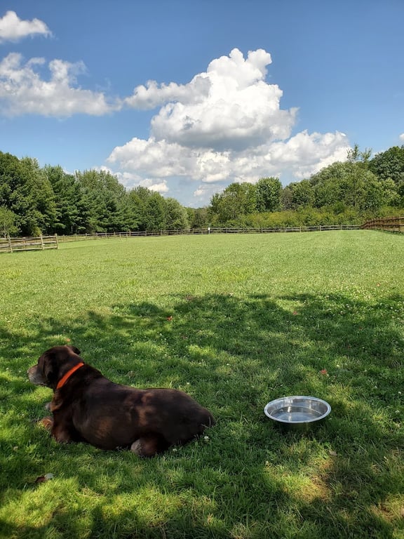 Tails ‘n Trails Dog Park