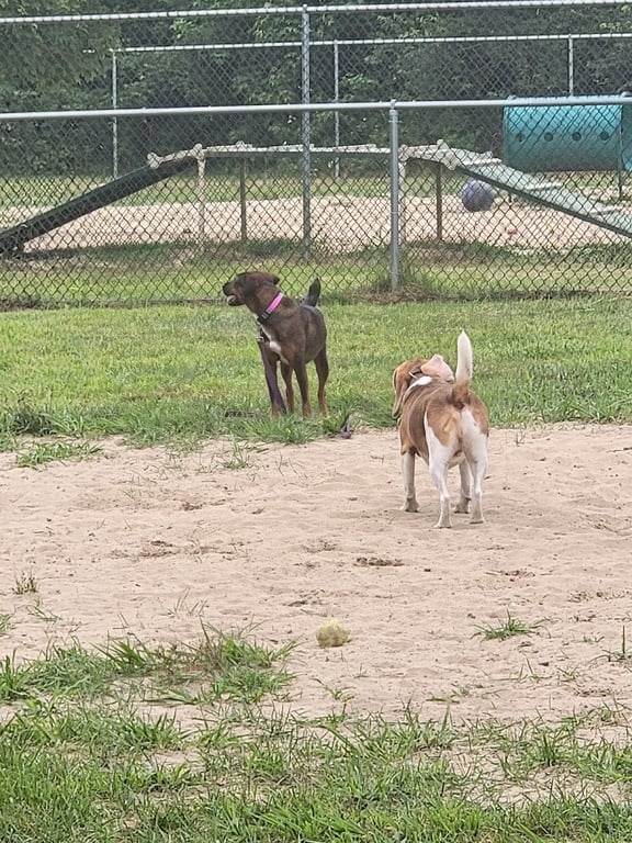 Deptford Doggie Park