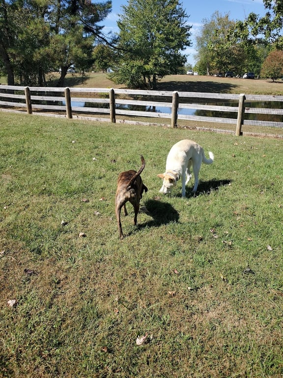 Boone County Dog Park