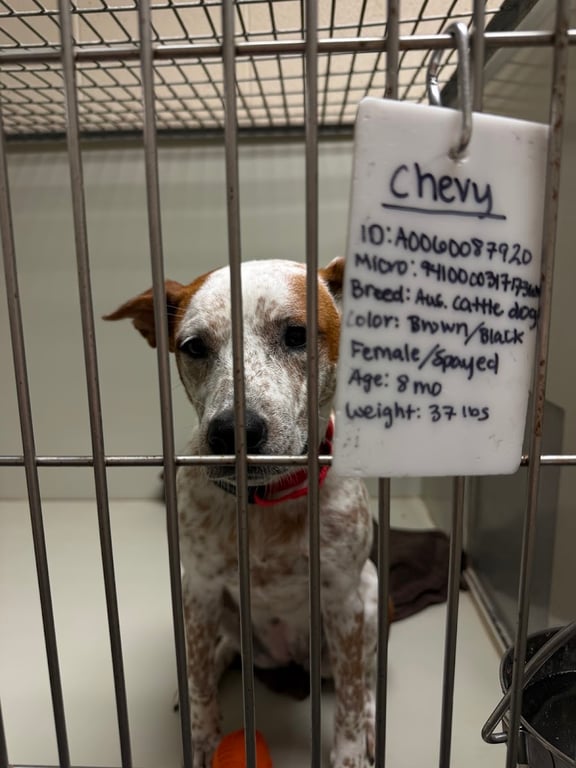 Humane Society of Southwest Missouri