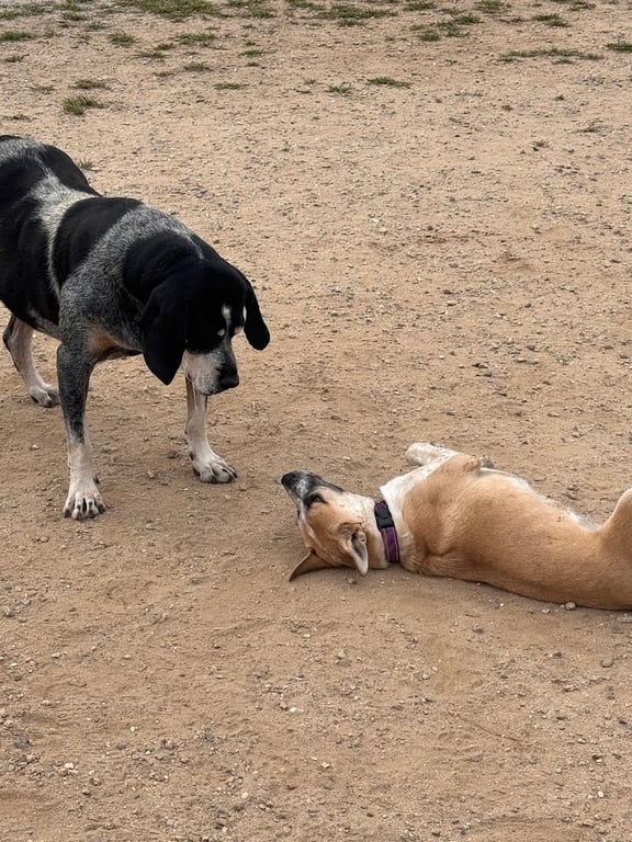 Standish Dog Park