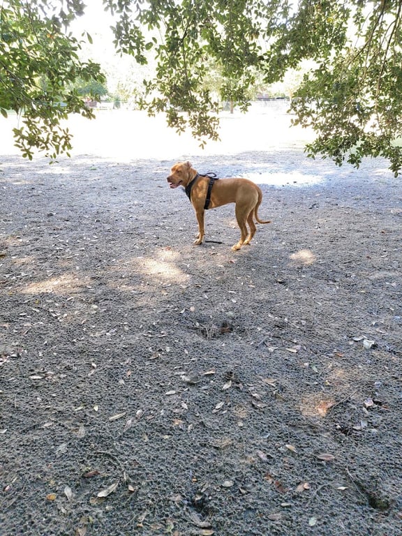 Hampton Park Dog Run