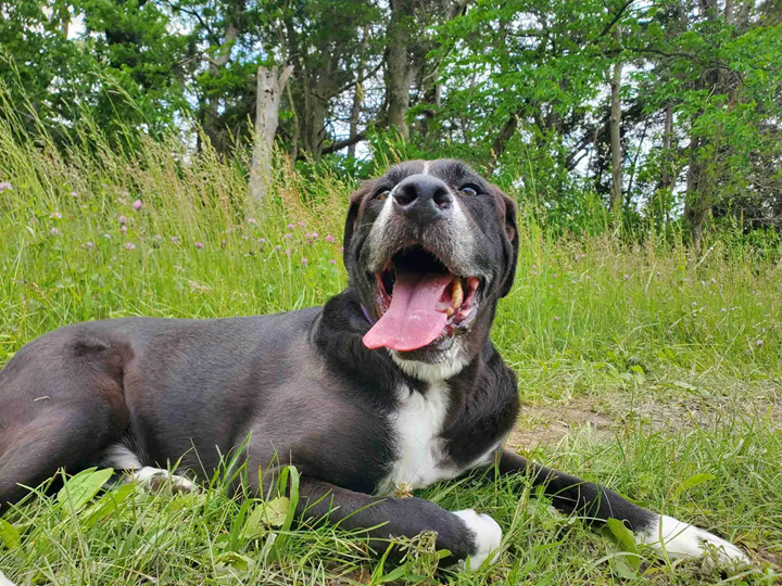 Beautiful Clover Meadows 14 Acre Private Dog Park